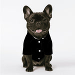 Load image into Gallery viewer, Proper Pooch Shirt  Logo Pp
